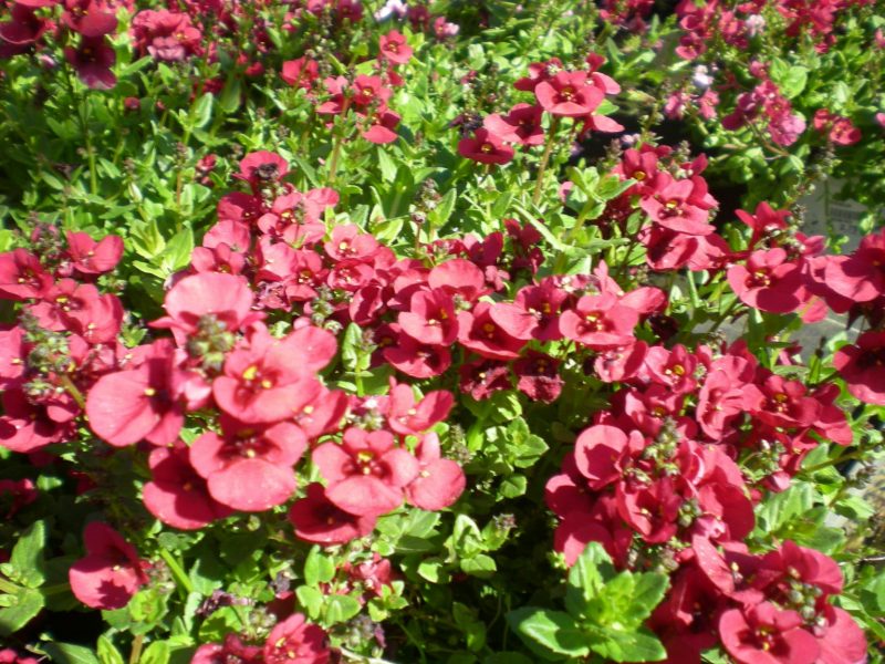 Diascia