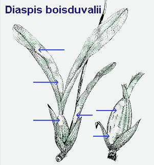 Diaspis boisduvalii