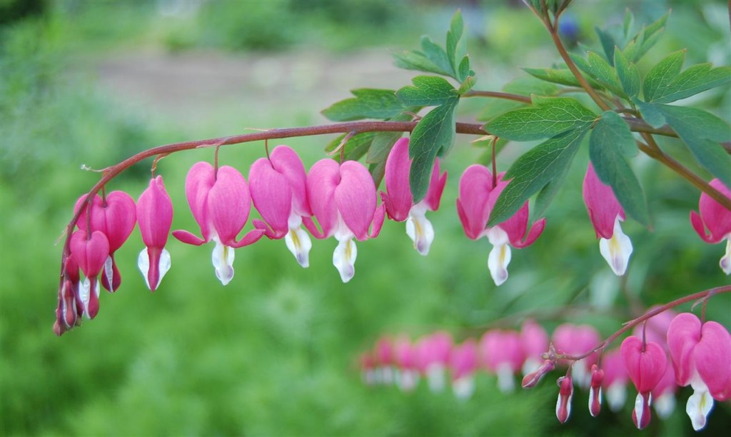 Dicentra-spectabilis