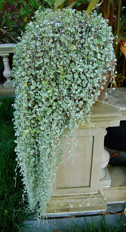 Dichondra repens1