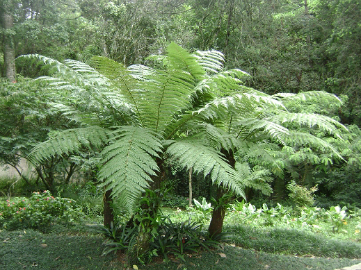 Dicksonia Sellowiana.-1