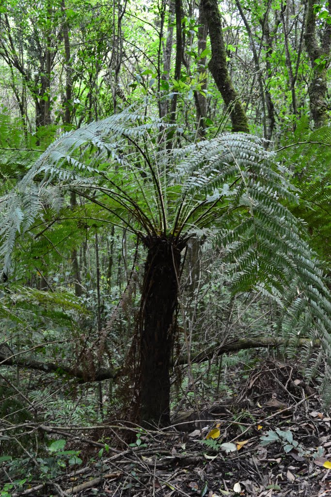 Dicksonia Sellowiana.