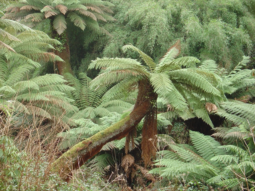 Dicksonia sellowiana Dicksonia sellowiana