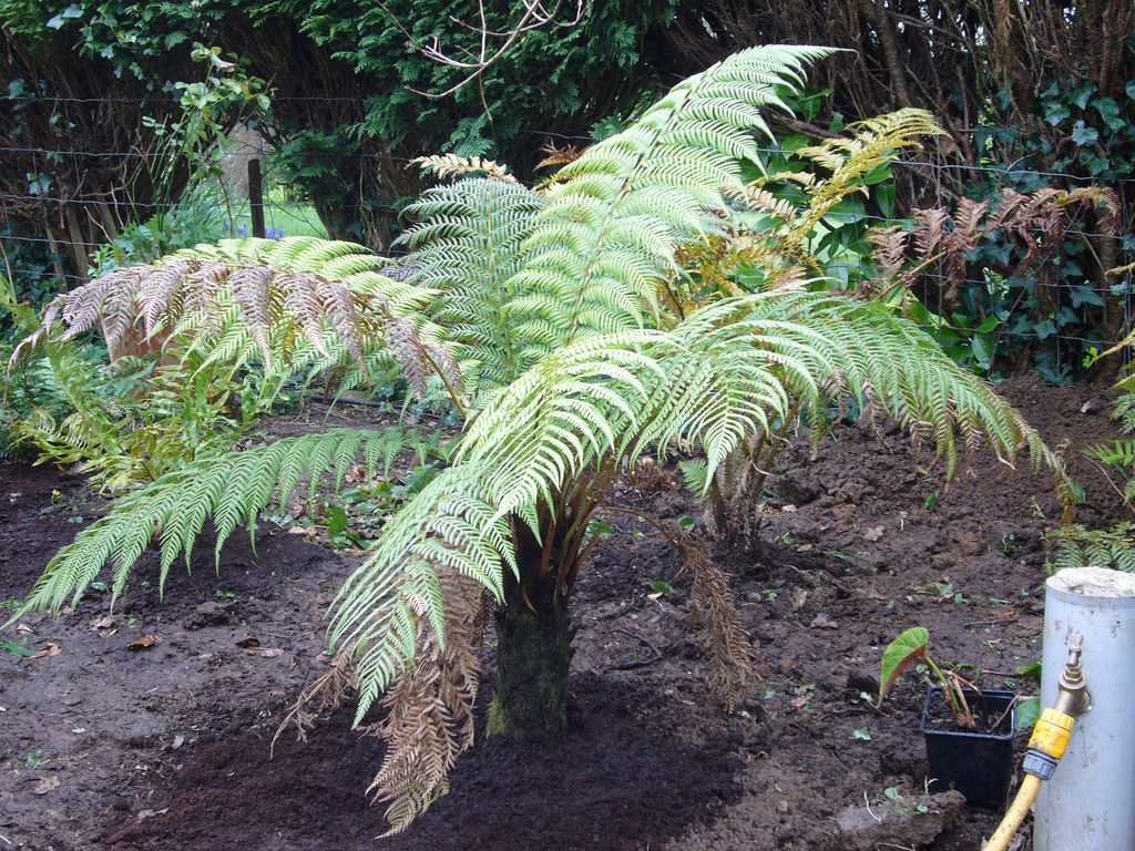 Dicksonia sellowiana_00