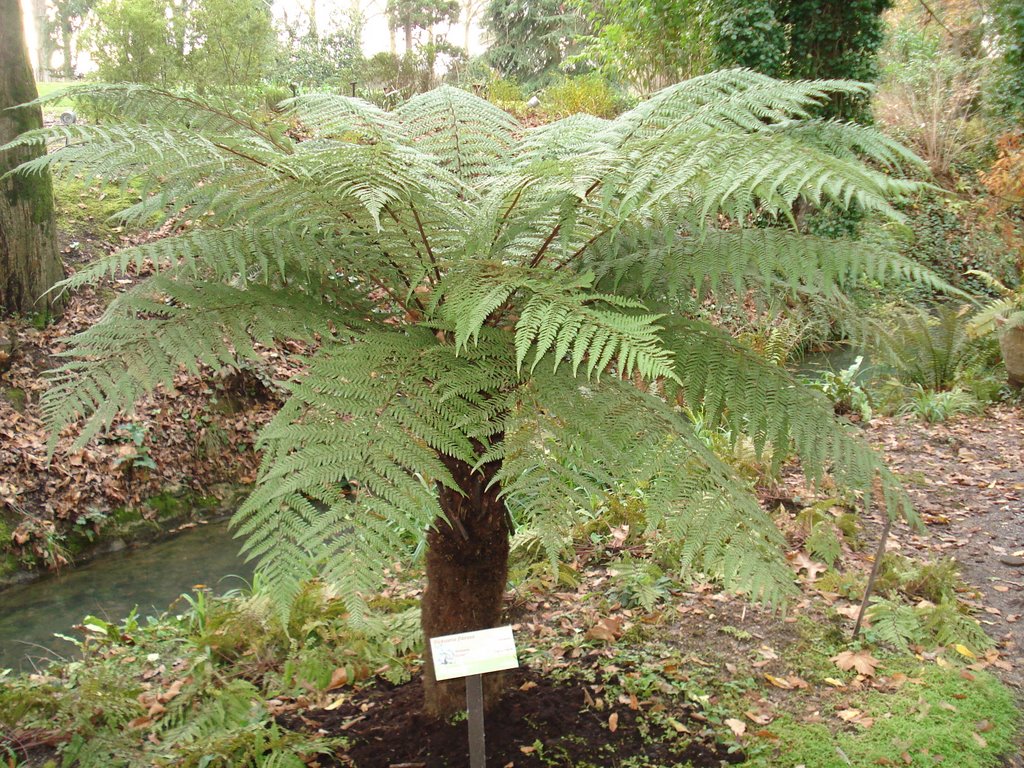 Dicksonia sellowiana_11 Dicksonia sellowiana_11