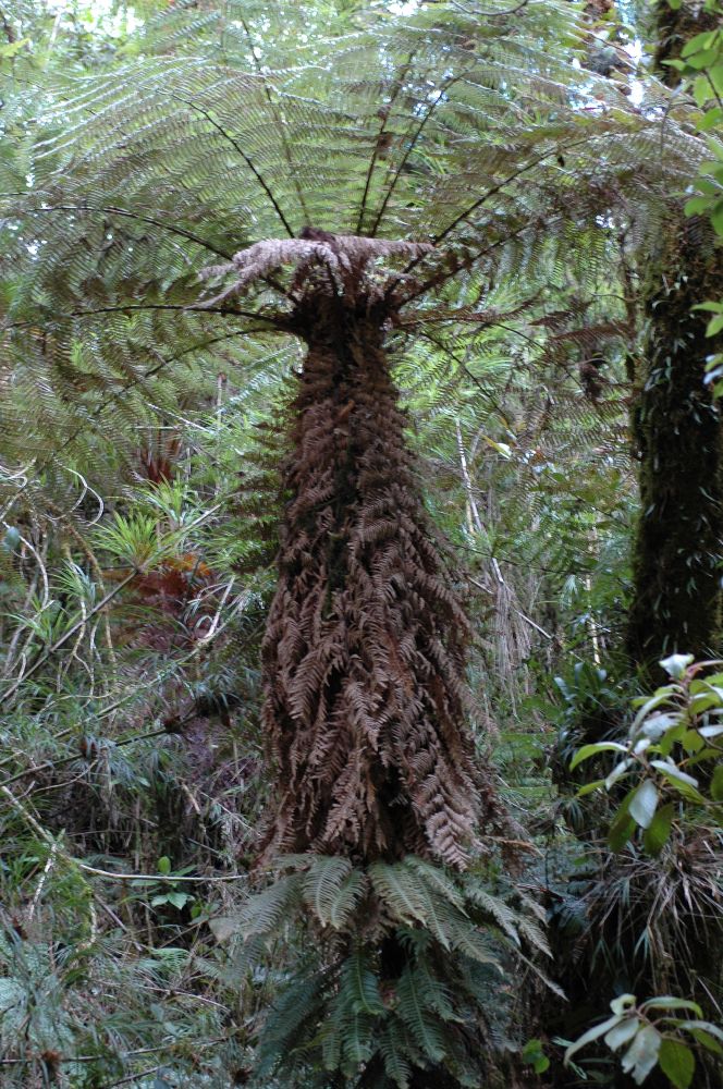 Dicksonia_sellowiana_1 Dicksonia_sellowiana_1