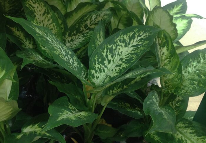 Dieffenbachia seguine