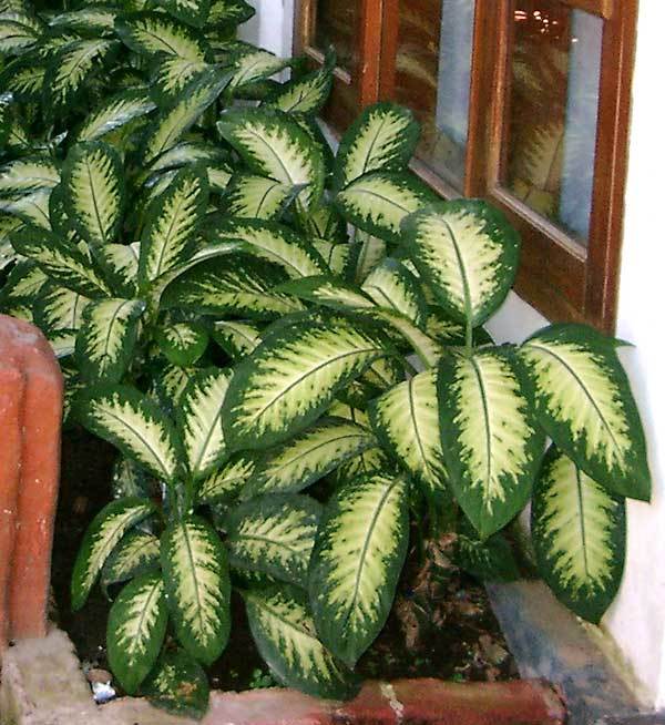 Dieffenbachia seguine