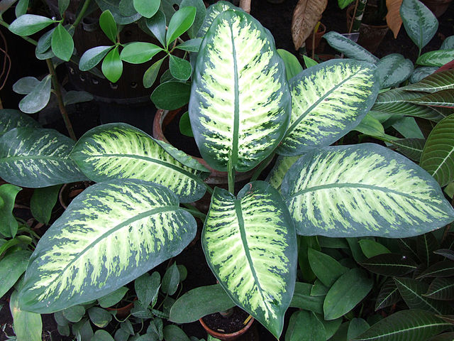 Dieffenbachia_sp