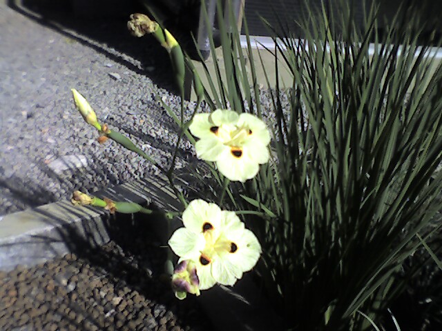 Dietes iridioides