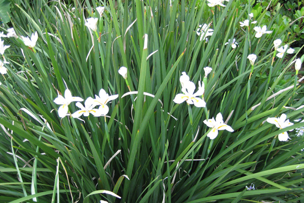 Dietes iridioides2