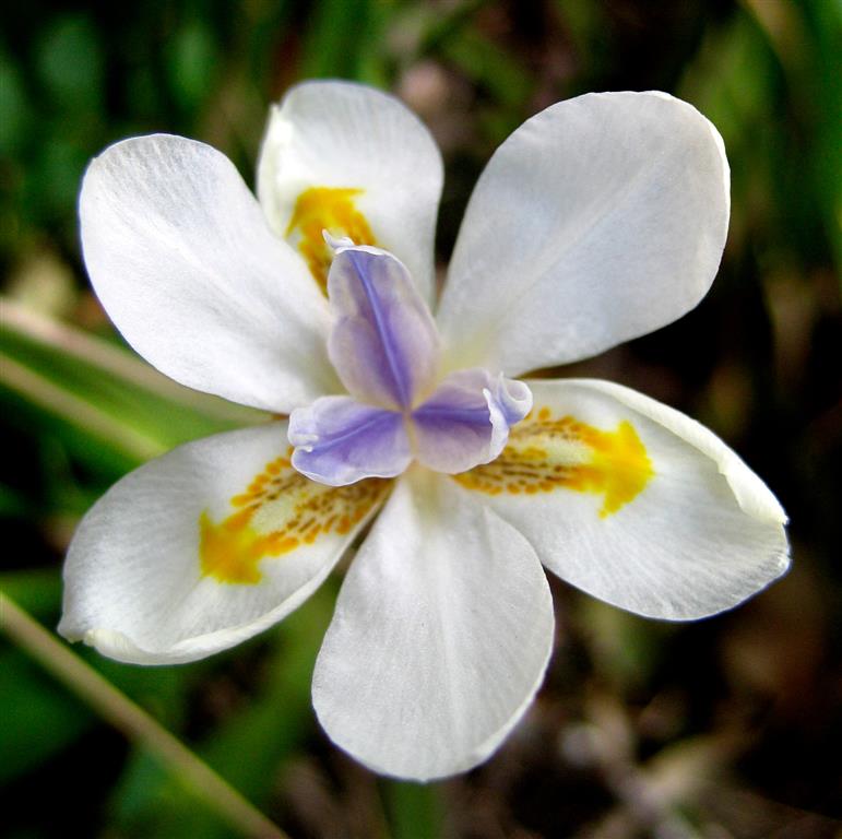 Dietes_iridioides_00