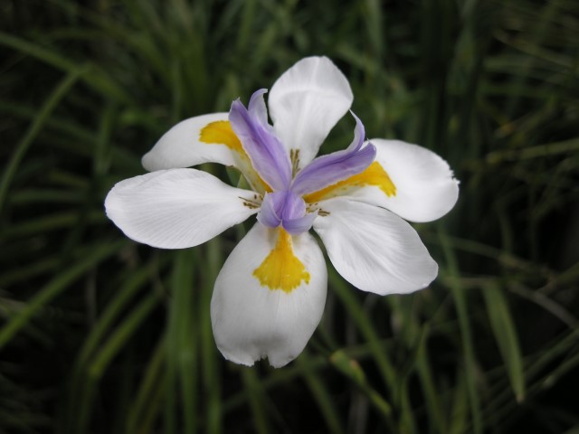 Dietes_iridioides_20