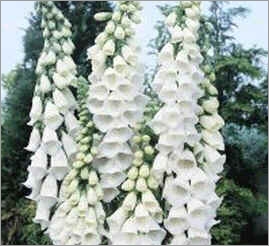 Digitalis-Purpurea-Alba