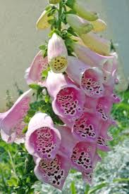 Digitalis Purpurea