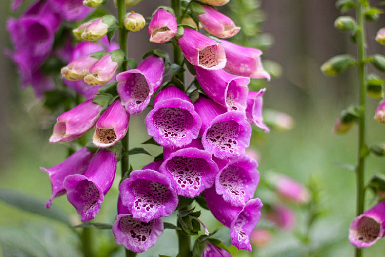 Digitalis Purpurea1