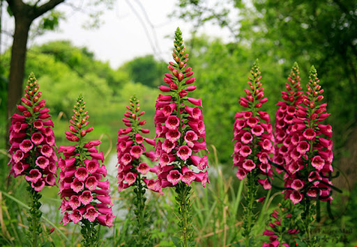 Digitalis Purpurea