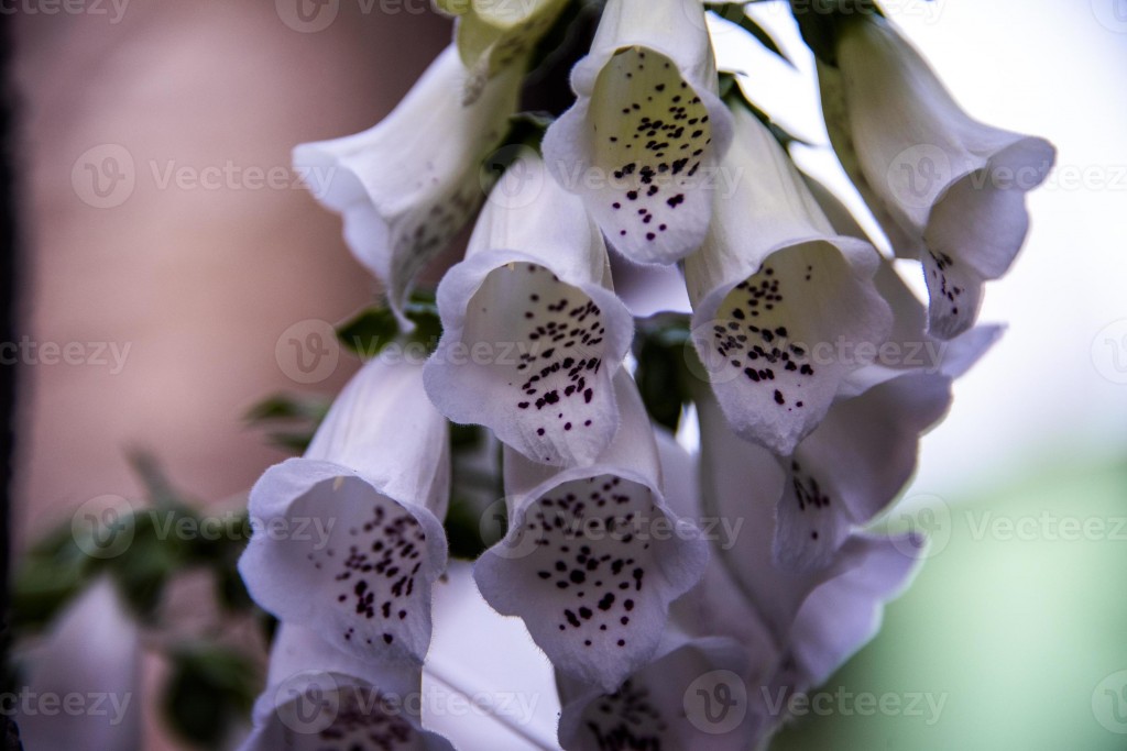 Digitalis Purpurea7