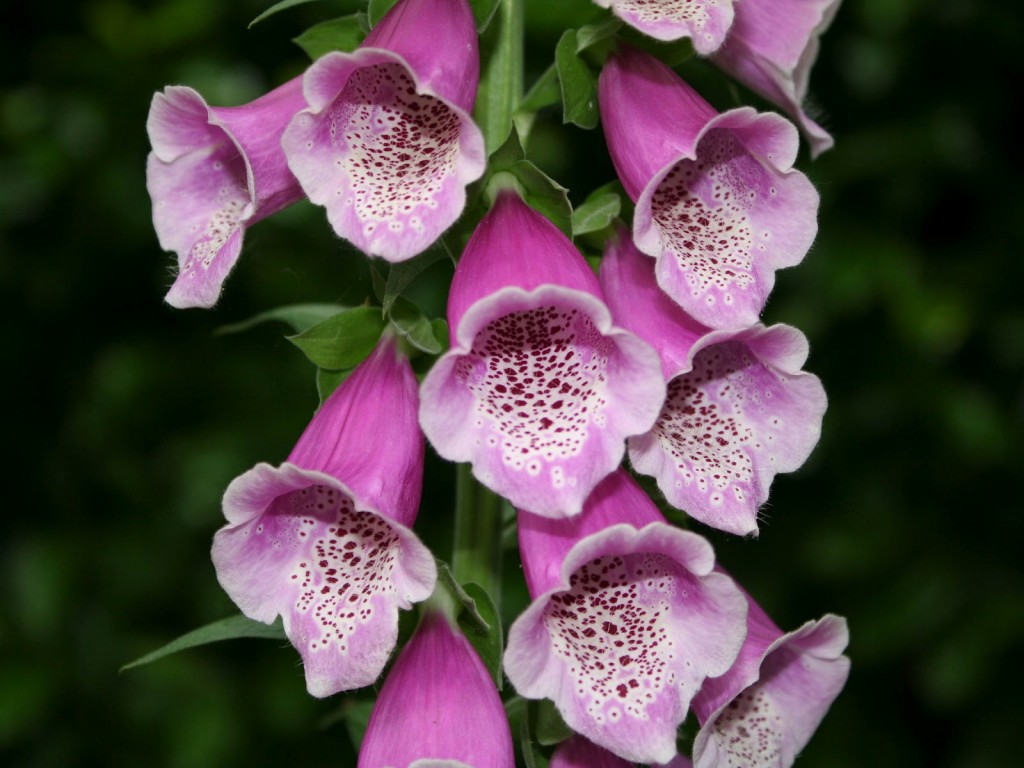 Digitalis purpurea