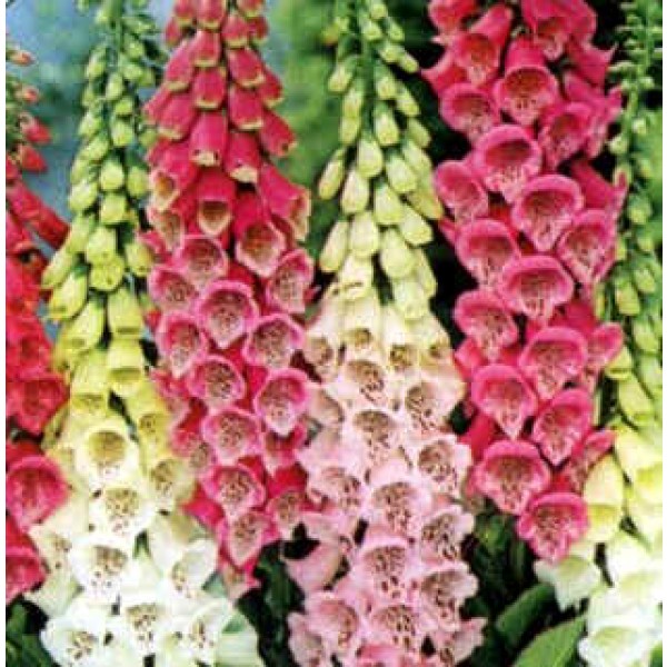 Digitalis_Purpurea_3