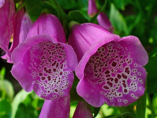 Digitalis_purpurea_003