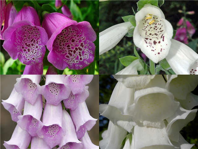 Digitalis_purpurea_1