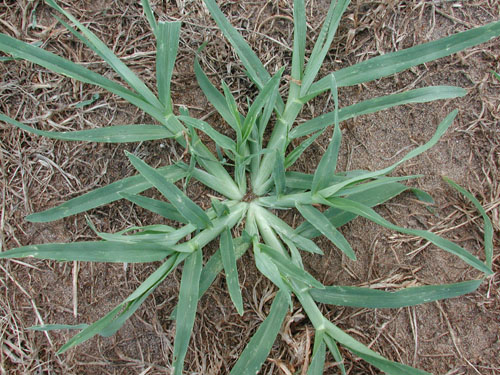 Capim-colchão (Digitaria spp.)