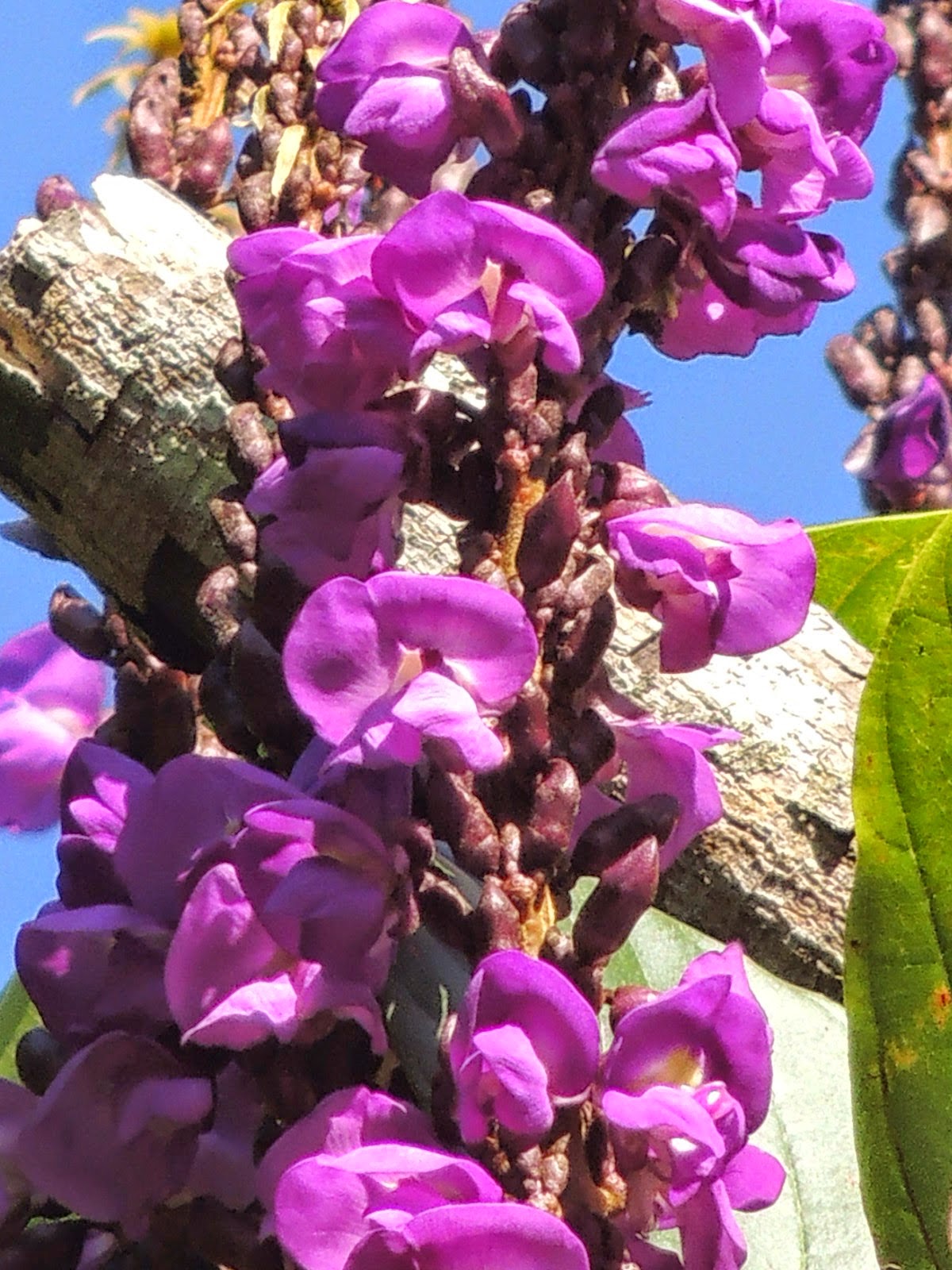 Dioclea violacea, Cipó-de-imbiri