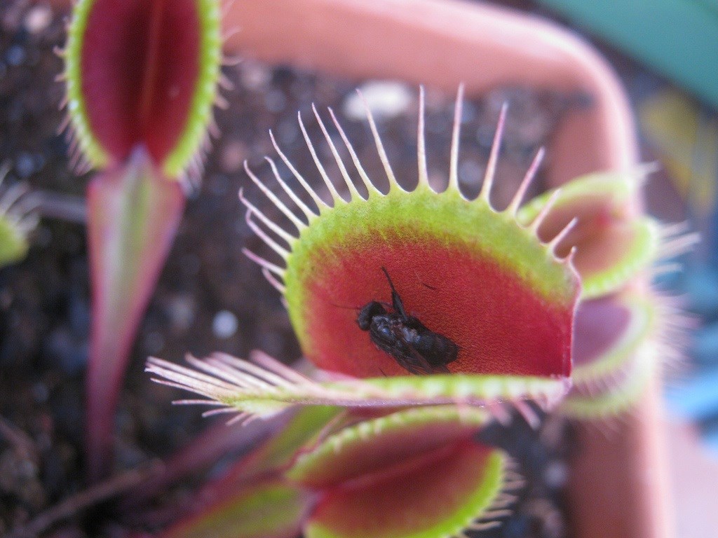 Dionaea muscipula