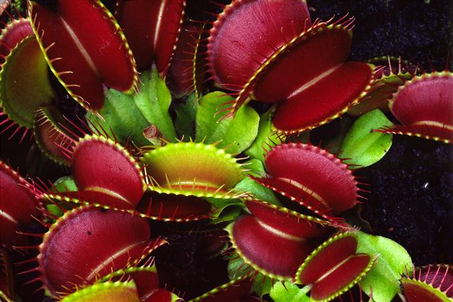 Dionaea_muscipula