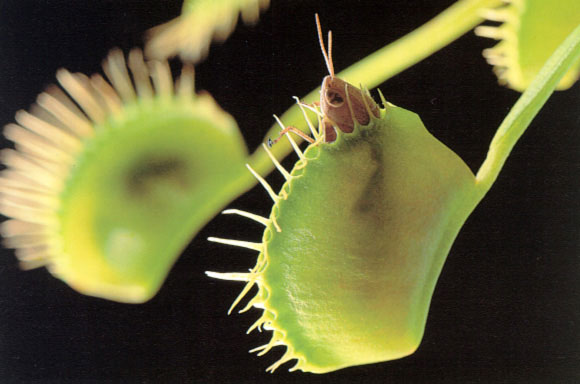 Dionaea_muscipula