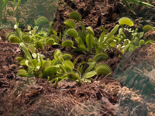 Dionaea_muscipula01