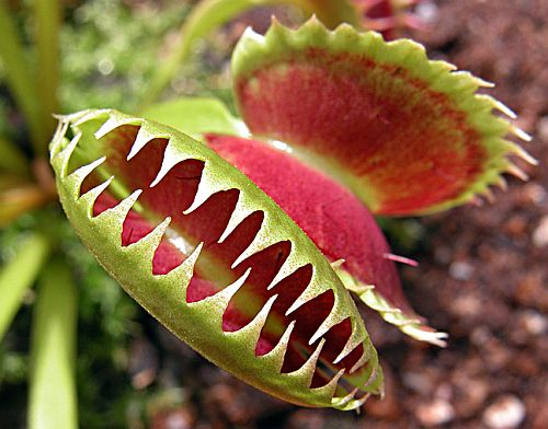 Dionaea_muscipula_planta-carnivora