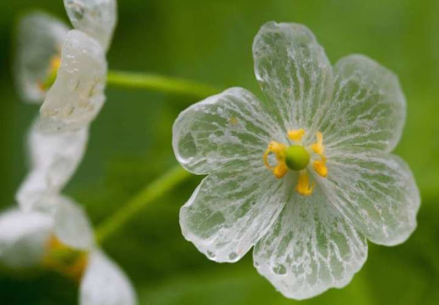 Diphylleia grayi 2