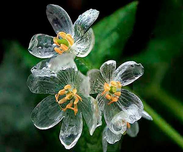 Diphylleia grayi 3