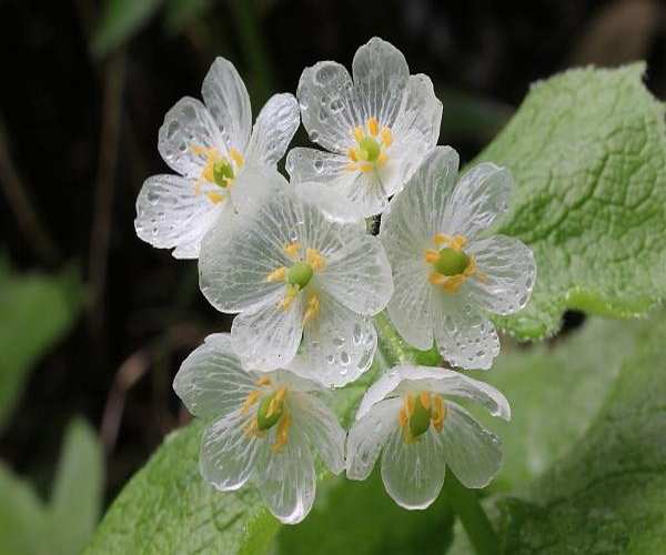 Diphylleia grayi 4