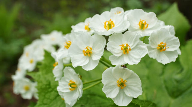 Diphylleia grayi