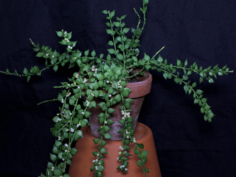 Dischidia-ruscifolia