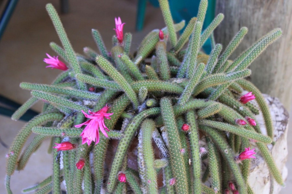 Disocactus flagelliformis