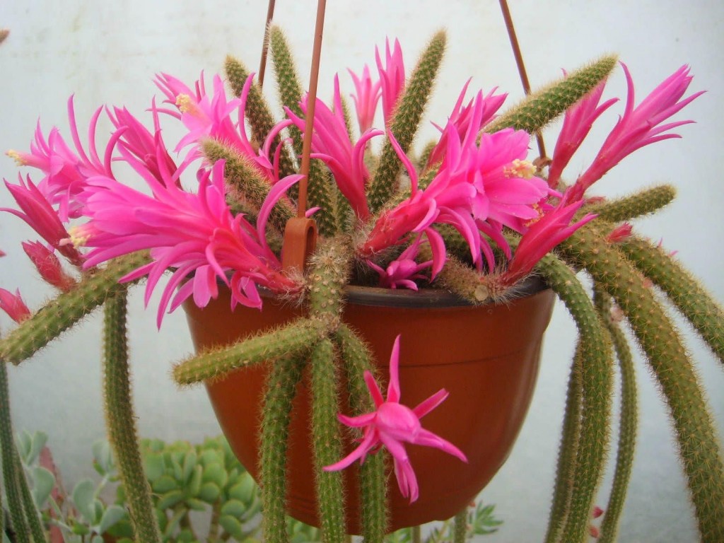 Disocactus flagelliformis1