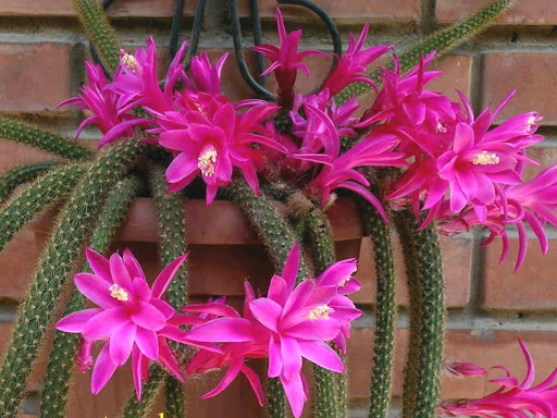 Disocactus flagelliformis1