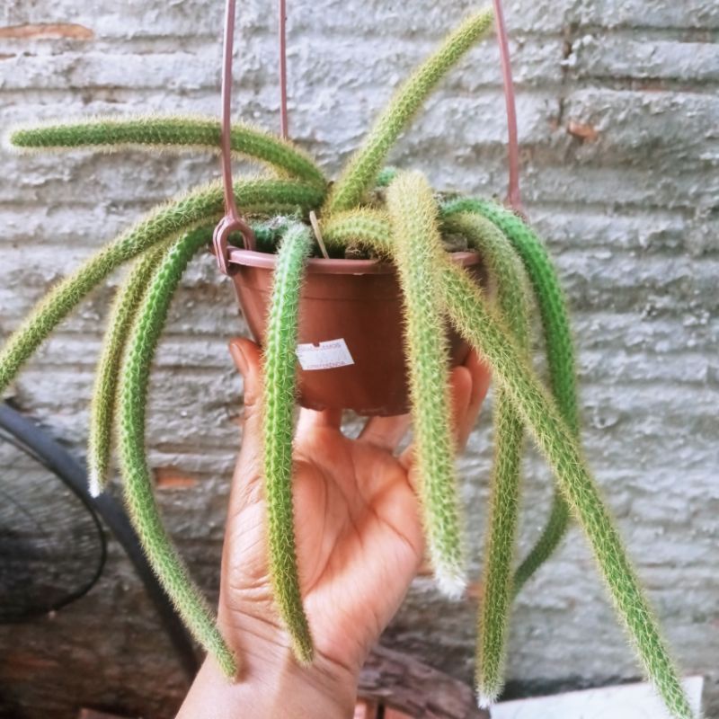 Disocactus flagelliformis