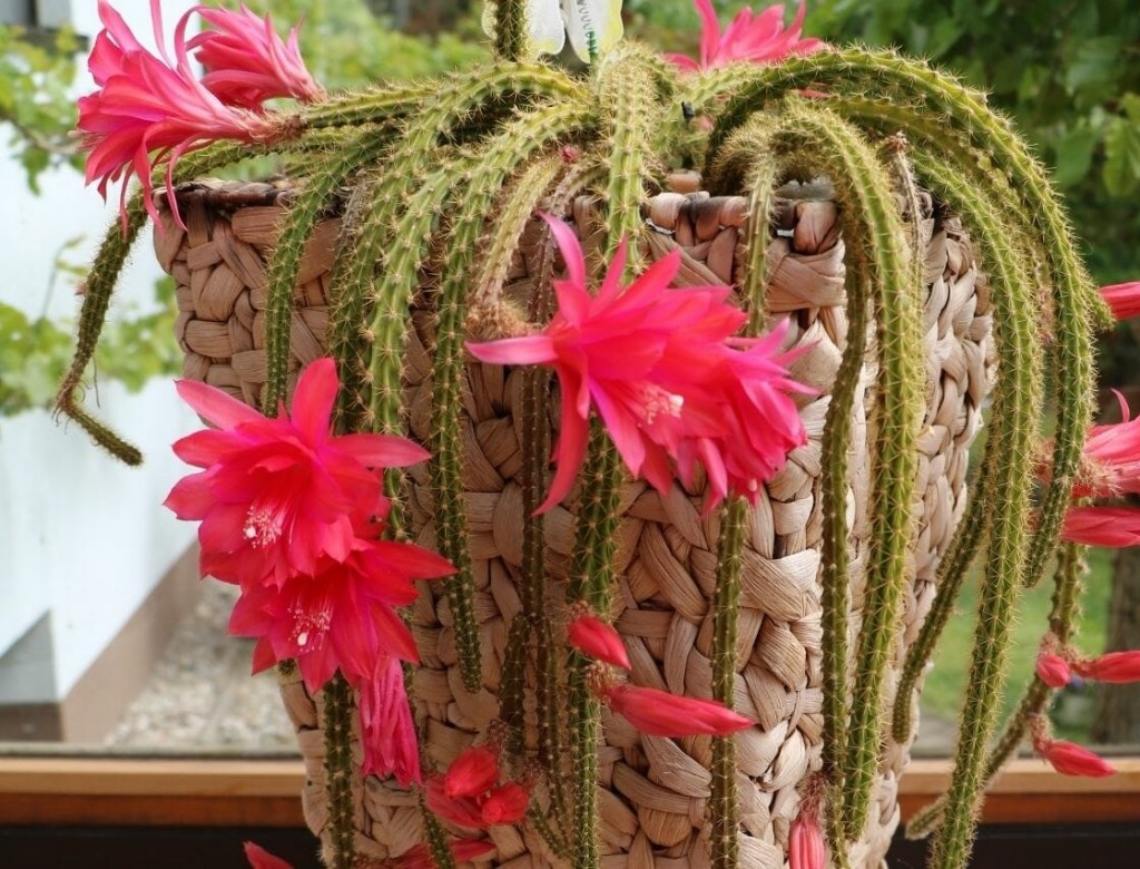 Disocactus flagelliformis,