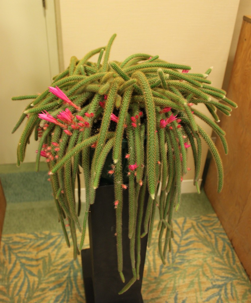 Disocactus_flagelliformis