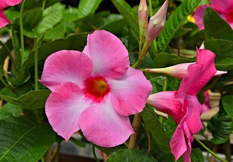 Displadenia-Mandevilla-splendens