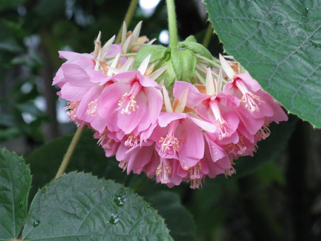 Dombeya_wallichii2 