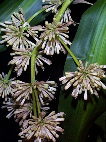 Dracaena Fragans Massangeana