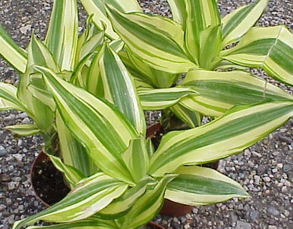 Dracaena Fragrans