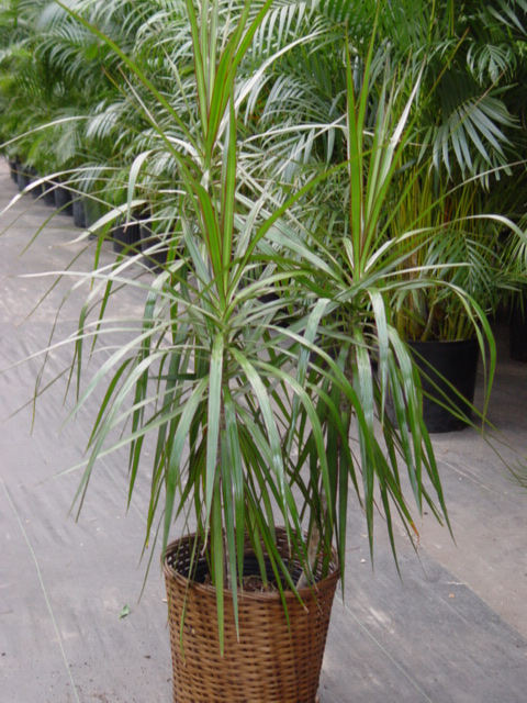 Dracaena-Marginata