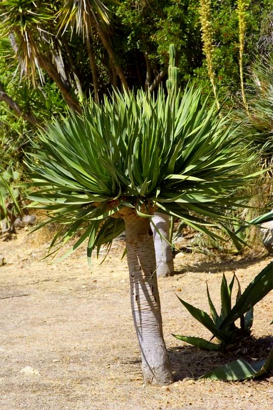 Dracaena-draco-